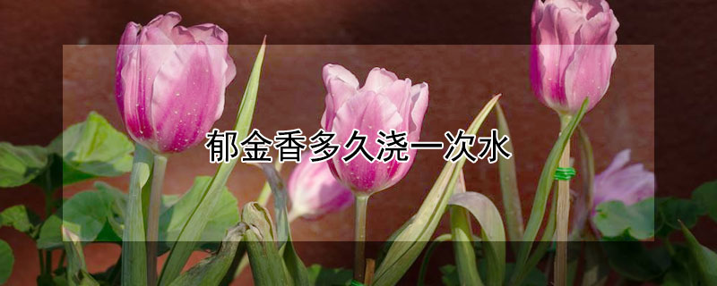 郁金香多久浇一次水 郁金香要多久浇一次水