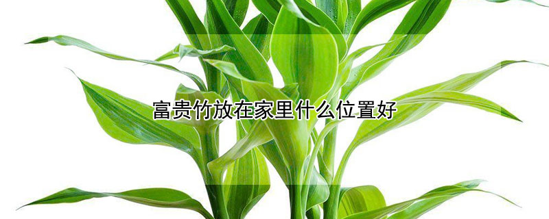 富贵竹放在家里什么位置好(水养富贵竹放在家里什么位置好)
