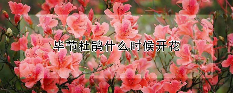 毕节杜鹃什么时候开花 毕节杜鹃花期