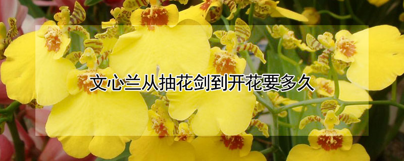 文心兰从抽花剑到开花要多久（文心兰抽花剑的时间是几月份）