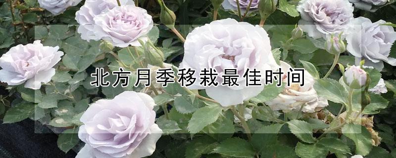 北方月季移栽最佳时间(月季冬季适合移栽吗)