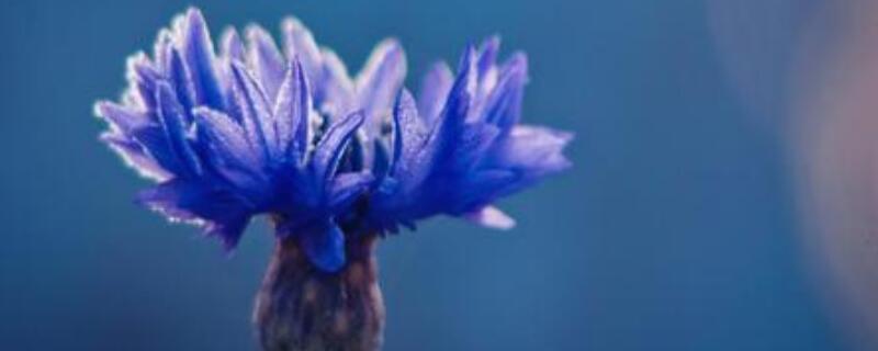 矢车菊的花语(白色矢车菊的花语)