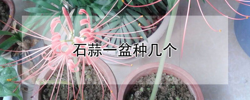 石蒜一盆种几个 石蒜几年生花卉