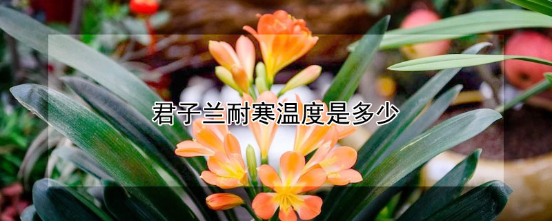 君子兰耐寒温度是多少 君子兰耐寒最低温度