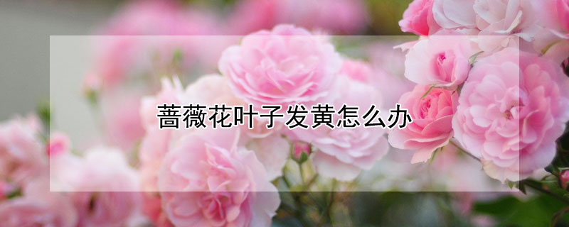 蔷薇花叶子发黄怎么办(蔷薇花叶子发黄怎么办,5种原因和处理方法)
