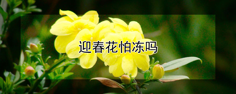 迎春花怕冻吗 迎春花冬天在外面怕冻吗