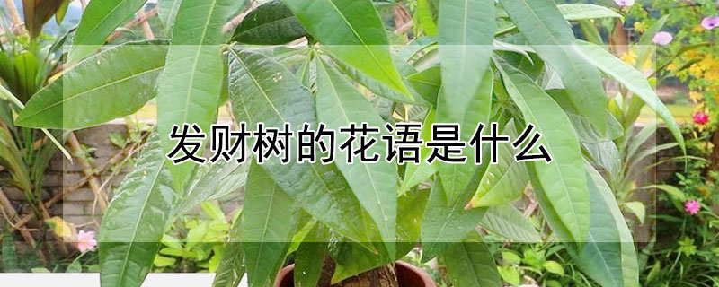 发财树的花语是什么 植物花语:发财树的花语