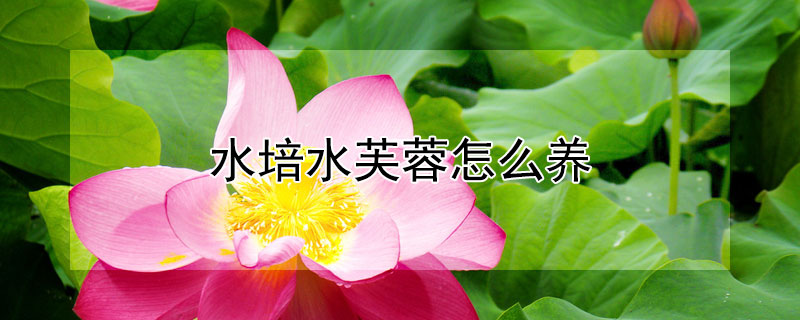 水培水芙蓉怎么养（水芙蓉怎么养才好）
