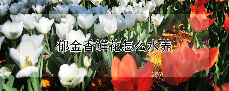 郁金香鲜花怎么水养（郁金香如何水养）