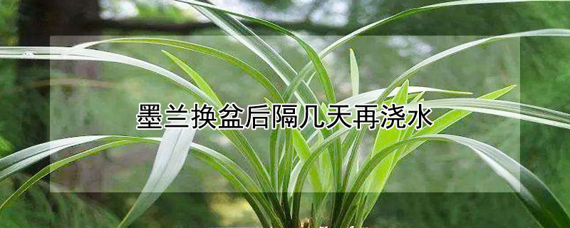 墨兰换盆后隔几天再浇水 墨兰几月份换盆