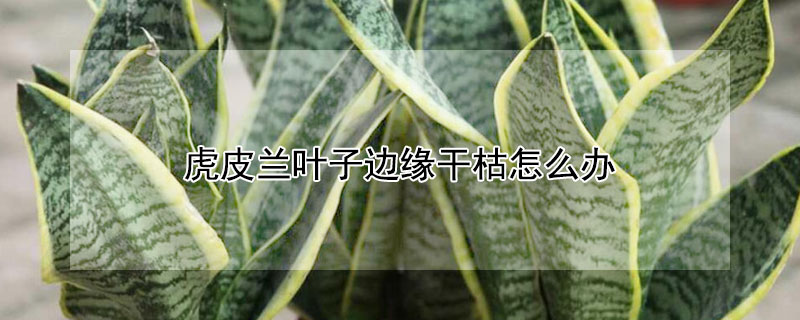 虎皮兰叶子边缘干枯怎么办 虎皮兰叶边枯萎解决办法