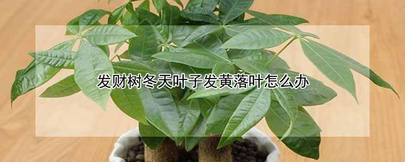 发财树冬天叶子发黄落叶怎么办 发财树冬天叶子发黄落叶怎么办变薄
