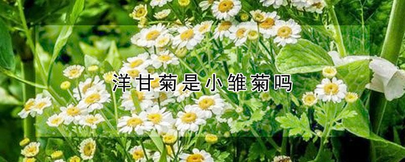 洋甘菊是小雏菊吗 洋甘菊是小雏菊么