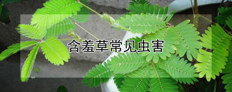 含羞草常见虫害（含羞草有虫）