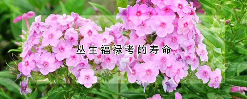 丛生福禄考的寿命（丛生福禄考和福禄考区别）