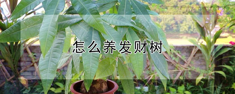 怎么养发财树（怎么养发财树盆栽好）