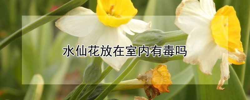 水仙花放在室内有毒吗 水仙花放屋里养有毒吗