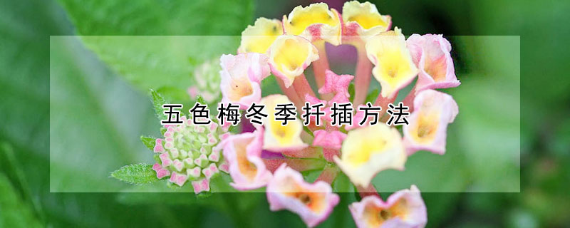 五色梅冬季扦插方法 五色梅什么时候扦插怎样扦插