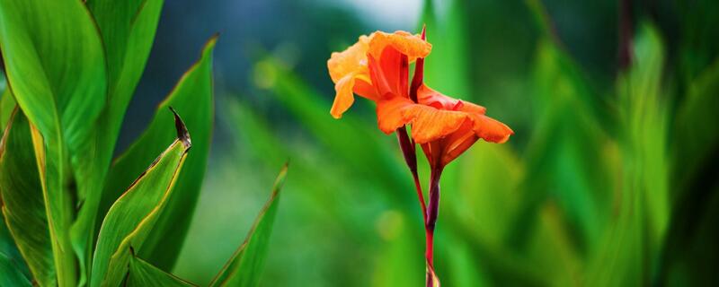 美人蕉花的寓意（美人蕉象征着什么）