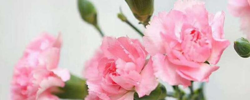 粉色桔梗花的花语 粉色桔梗的花语是啥