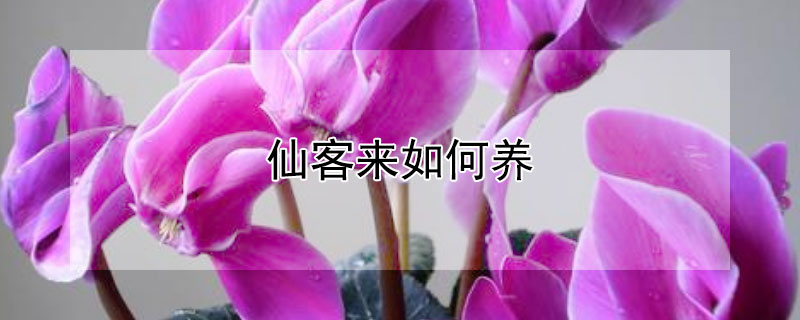 仙客来如何养（仙客来如何养,喜欢什么温度）