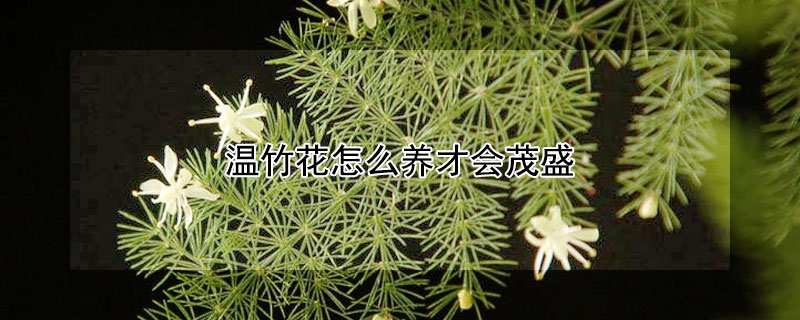 温竹花怎么养才会茂盛 文竹花咋样养好