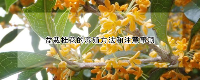 盆栽桂花的养殖方法和注意事项（桂花的种植方法及养护）