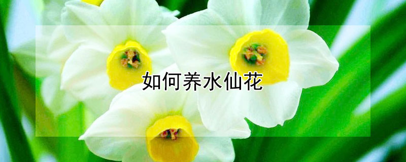 如何养水仙花 如何养水仙花水培