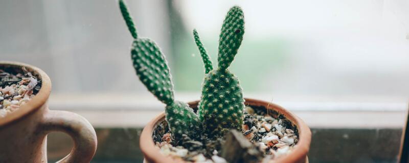 多肉花语象征与寓意（多肉花语象征与寓意吉娃娃）