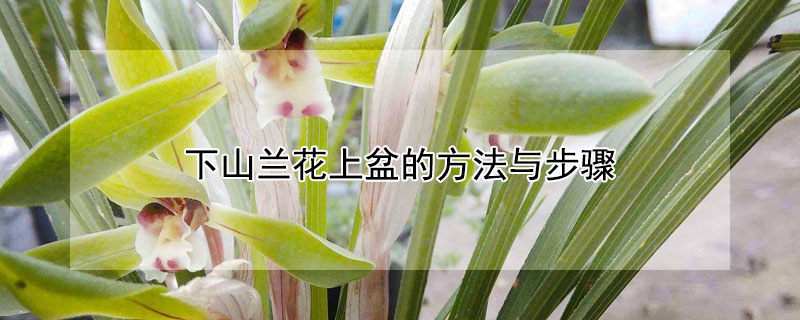 下山兰花上盆的方法与步骤 刚下山兰花上盆方法