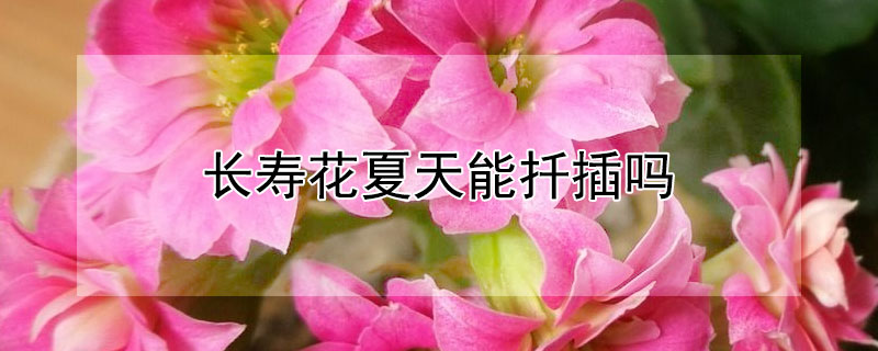 长寿花夏天能扦插吗 长寿花夏天可以扦插繁殖吗