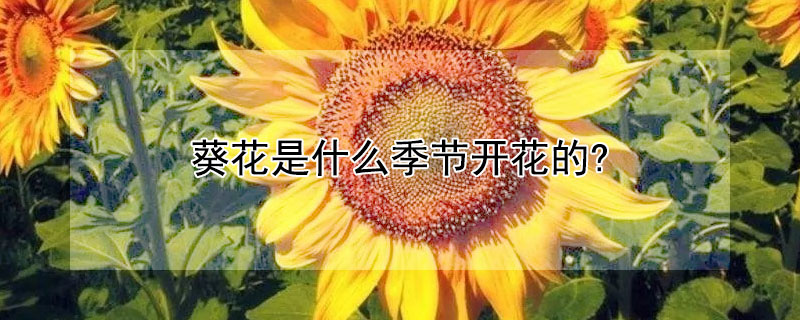 葵花是什么季节开花的?（葵花是哪个季节开花）