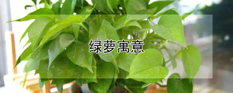 绿萝寓意 大叶绿萝寓意