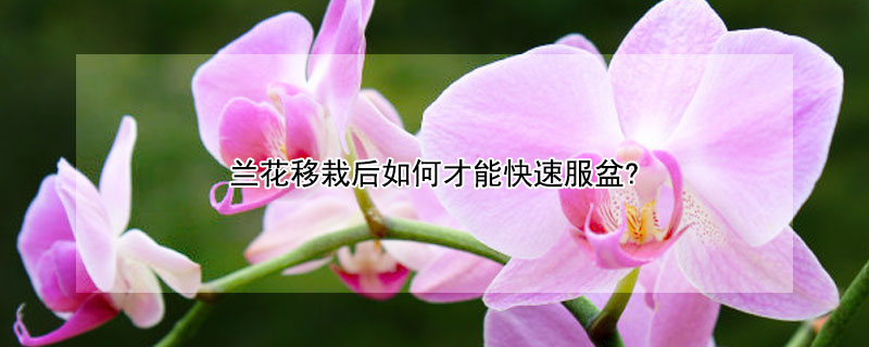 兰花移栽后如何才能快速服盆? 兰花服盆期间怎么浇水