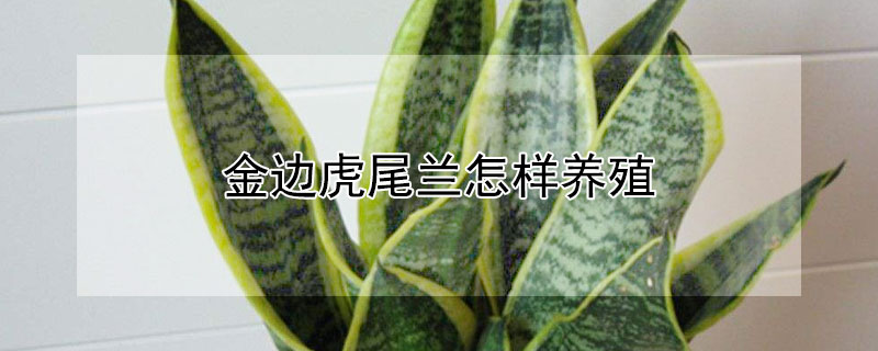 金边虎尾兰怎样养殖 金边虎尾兰的种植方法