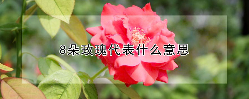 8朵玫瑰代表什么意思 298朵玫瑰代表什么意思