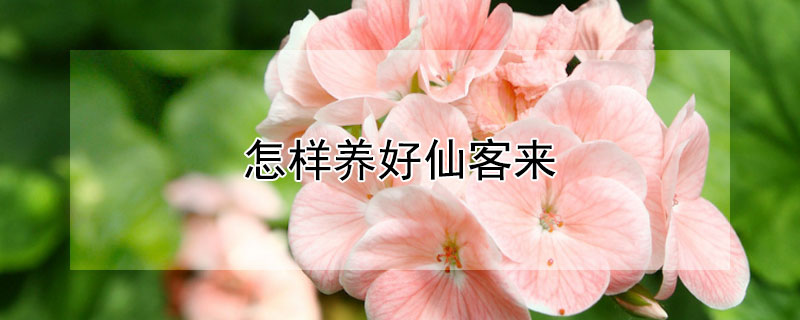 怎样养好仙客来（怎样养好仙客来花）