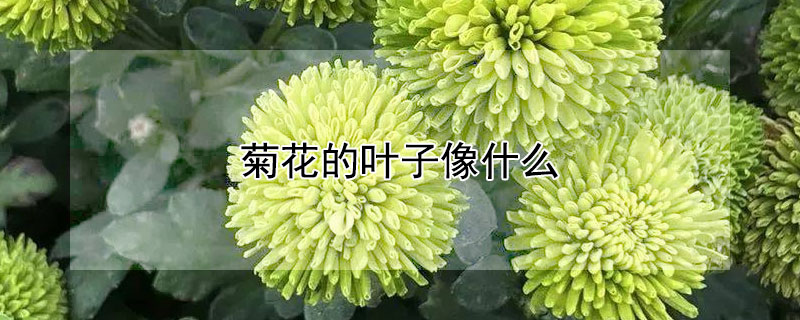 菊花的叶子像什么（菊花的叶子像什么比喻）