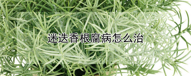 迷迭香根腐病怎么治(迷迭香的根枯萎怎么办)