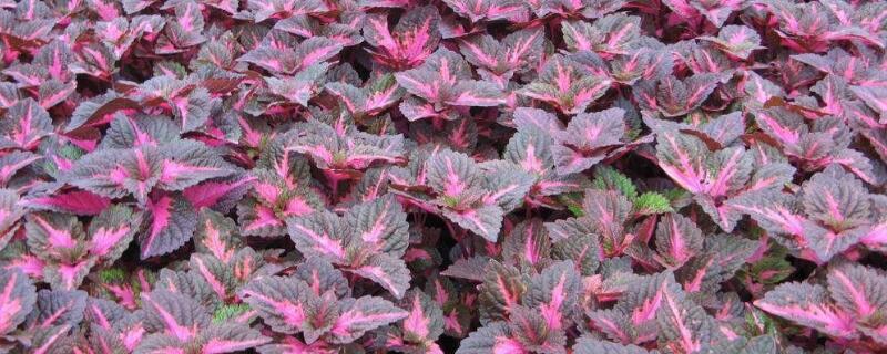 五彩苏的花语（五彩苏的花是什么样的?）