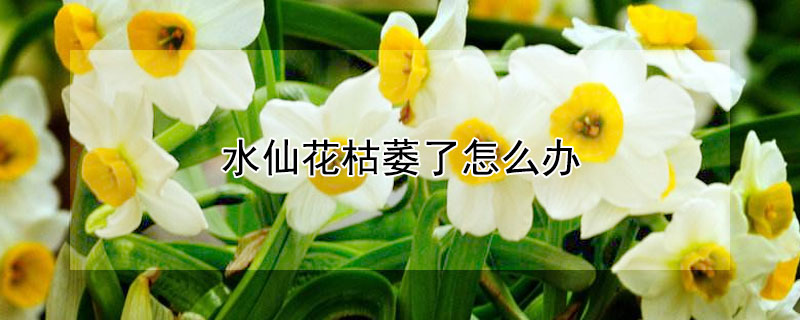 水仙花枯萎了怎么办（水仙花凋谢了怎么办）