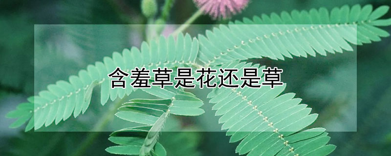 含羞草是花还是草（含羞草是草类还是花）