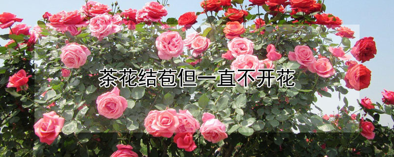 茶花结苞但一直不开花 茶花结苞但一直不开花咋办