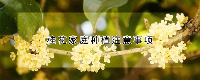 桂花家庭种植注意事项(怎样种桂花,应该注意什么)