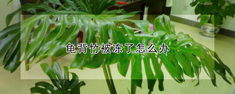 龟背竹被冻了怎么办 龟背竹怕冻不