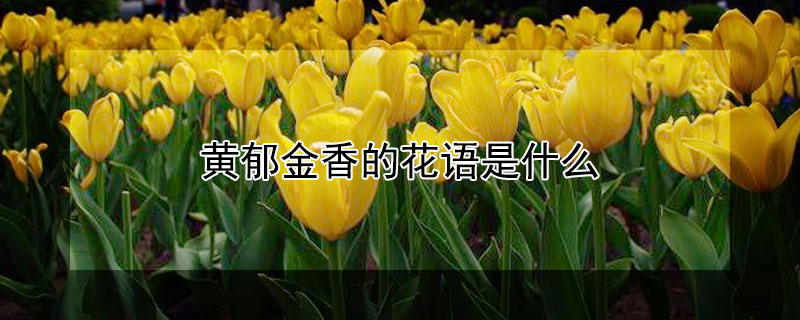 黄郁金香的花语是什么(黄郁金香花的寓意)