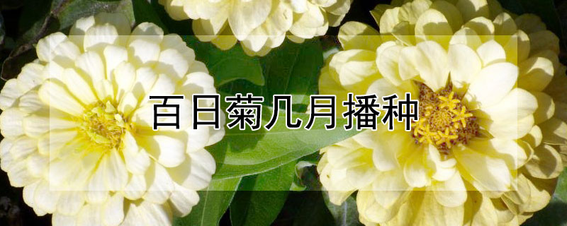 百日菊几月播种 百日菊几月份播种