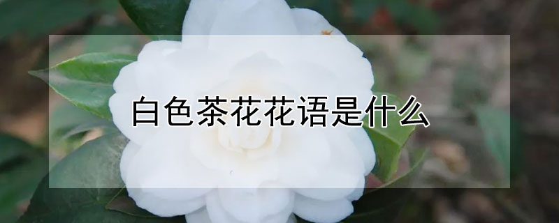 白色茶花花语是什么（白茶 花语）