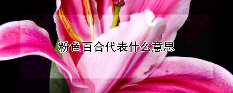 粉色百合代表什么意思 粉色的百合是什么百合