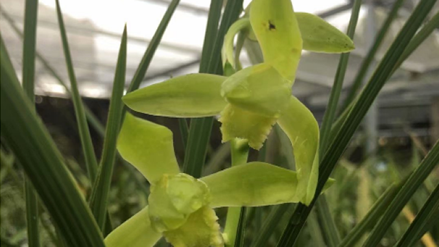 种植兰花能致富吗（种植兰花能致富吗视频）